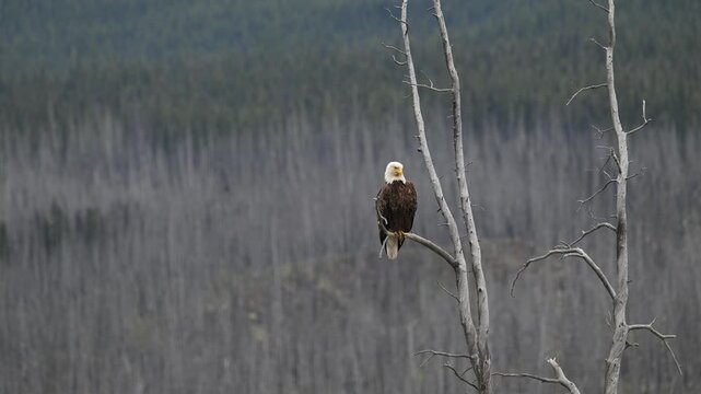 Bald eagle at its nest in the Canadian wilderness