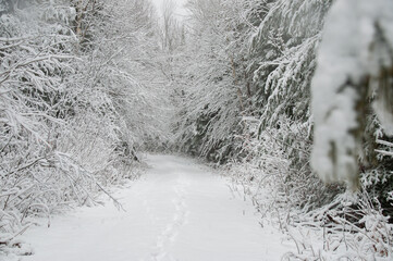 A tranquil path leading into a dense winter forest. The path is covered in a thick layer of fresh...