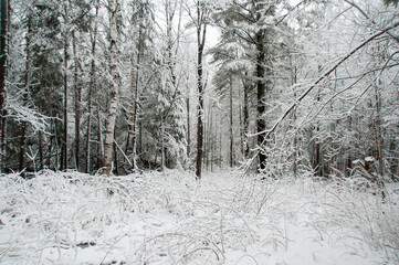 A landscape of a beautiful and serene winter forest. The scene is completely blanketed in a heavy layer of fresh, white snow, covering a mix of birch and evergreen trees and the ground.