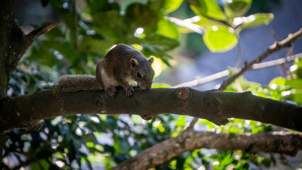 Squirrel sitting on a tree branch in Assam Guwahati 1