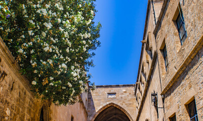 White oleander in the Street of The Knights, Rhodes old town, Greece