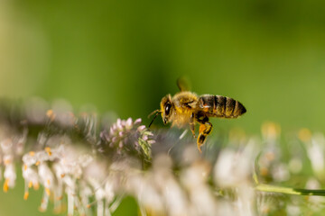 A macro shot of a bee in mid-flight approaching delicate white and pink flowers, set against a soft, green natural background.
