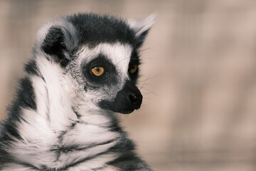 Ring-tailed Lemur with Sharp and Confident Expression
