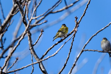 Eurasian Siskin Turning Head on Branch Against Blue Sky, Chiba, Japan