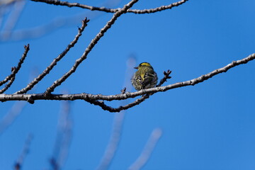 Eurasian Siskin Perched on Branch Against Blue Sky, Chiba, Japan