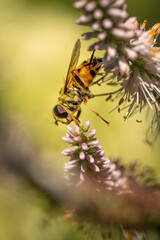 A macro shot of a bee in mid-flight approaching delicate white and pink flowers, set against a soft, green natural background.