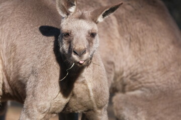 Kangaroo Eating Grass Facing Forward © Cheng