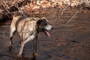 A large brindle dog standing in a shallow creek, with its mouth open and tongue out, panting. The...