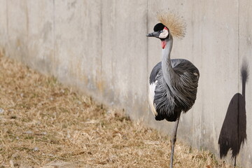 Grey Crowned Crane Noticing Something on the Left