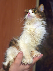 A fluffy, long-haired, tricolor cat sits on a person's palm, proudly holding its head up. 