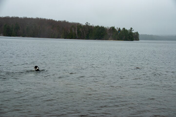 A wide shot of a lone black and white dog swimming in the cold water of a lake during spring. The scene has a peaceful, cloudy atmosphere with a tree-lined shore in the distance.