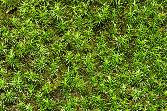 Irish Moss resp.Sagina subulata,Rhineland,Germany