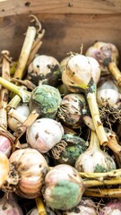 Danger of Fungal Contamination on Fresh Garlic