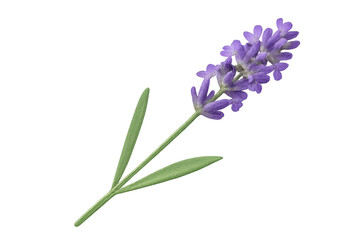 Obraz premium Lavender flower with transparent background showing stem and petals