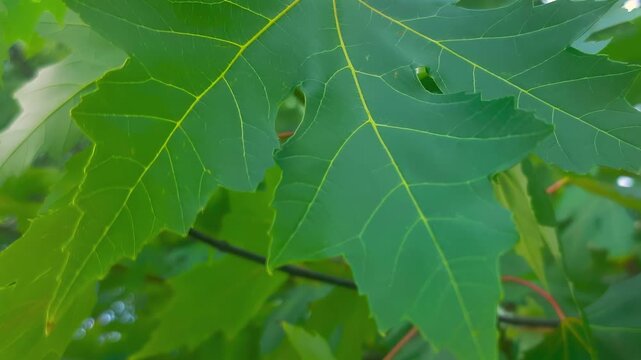 Botanical illustration of maple leaves: characteristic lobed shape with long pointed lobes