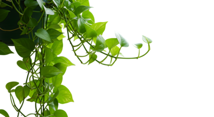 Green Pothos shines on black. Leaves are vibrant, stems are detailed. Perfect for lifestyle, branding, website, and social media assets needing a natural, fresh element.