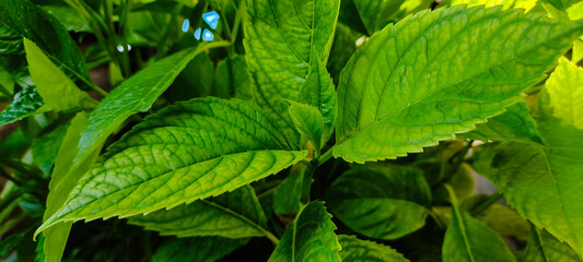 Sprout of hydrangea flower without sun rays