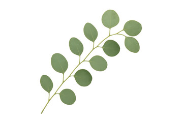Eucalyptus branch with round leaves on transparent background