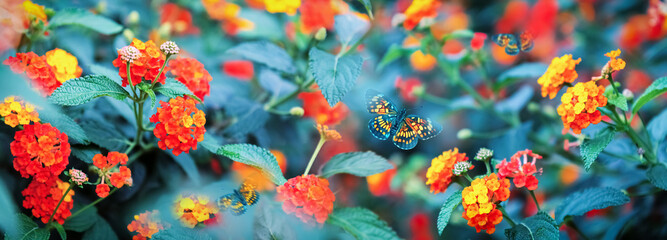 Bright red-yellow flowers and flying butterflies in the garden. Summer magical image.