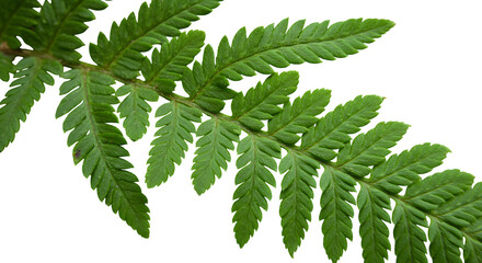 Green fern leaves form an organic, isolated pattern on black. Provides natural, minimal texture for botanical branding, product photography, or social media.
