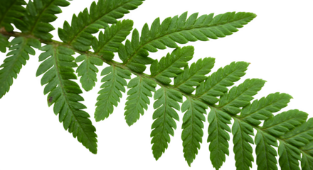 Green fern leaves form an organic, isolated pattern on black. Provides natural, minimal texture for botanical branding, product photography, or social media.