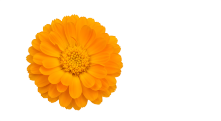 Orange flower shines against black. Petal texture glows for backgrounds, banners, web design.