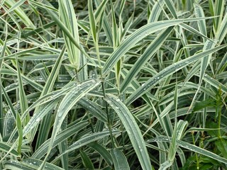 Detailed image of bamboo leaves with water droplets, showcasing natural beauty and freshness.