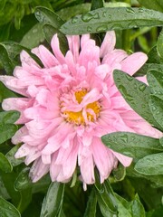 Obraz premium The pink aster flower glistens with raindrops, surrounded by lush green foliage in the garden.