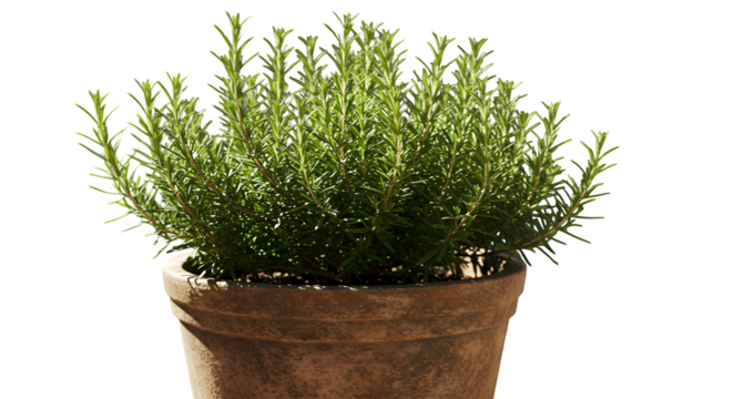 Green rosemary bush in terracotta pot shines on black. Ideal for herb product photography, recipe blog, kitchen decor posters.