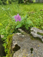 flowers on the rocks