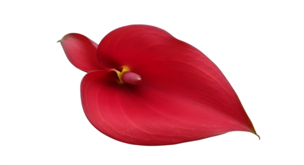 Red Anthurium stands out against the black background, providing a striking image for posters or branding.