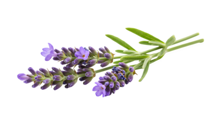 Lavender flower displays purple and green tones on a black surface. Ideal for cosmetic product photography, aromatherapy branding, and herbal posters.