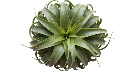 Obraz premium Green air plant showcases spiky texture on black. Ideal for product photography, clean branding, or natural posters.