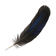 Single black bird feather with a beautiful blue iridescent sheen and fluffy base. Halloween PNG Transparent © Gelandangan