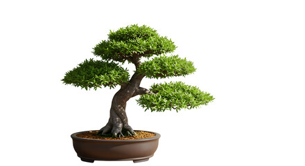 Fototapeta premium Green bonsai displays with dark background. Represents serenity, nature, and miniature landscaping. Ideal for Zen gardens, peaceful spaces, or Asian-inspired design.