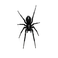Topdown view of a glossy black spider with long hairy legs in highcontrast monochrome. Halloween PNG Transparent