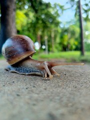 Close-up macro photograph of a snail on wet surface, detailed snail shell and body