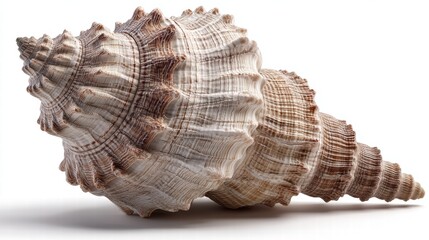 Obraz premium Collecting unique seashells on the beach coastal environment nature photography close-up view natural beauty