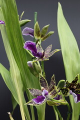 Orchidee Zygopetalum