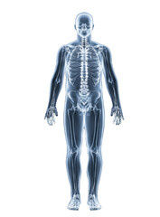 Fototapeta premium A skeleton is shown in a white background