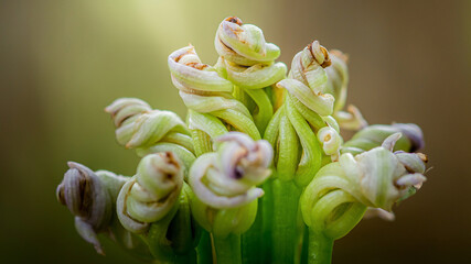 Close-up of hyacinth flower showing intricate curling petals