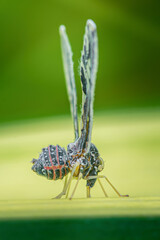 Ricaniidae planthopper standing on a leaf showing its wings