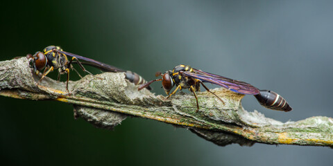 Potter wasps building nest on branch with blurred background