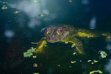 Large frog resting in murky pond water with algae