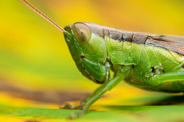 Close-up of green grasshopper resting on vibrant leaf