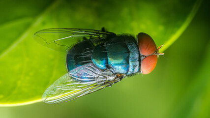 Oriental latrine fly or chrysomya megacephala sitting on green leaf