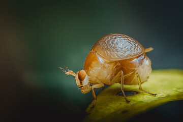 Humpbacked fly standing on a green leaf in nature