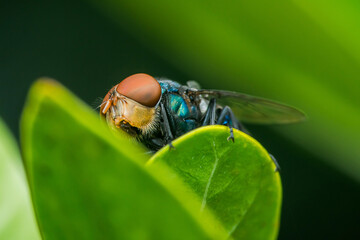 Bluebottle fly resting on vibrant green leaf