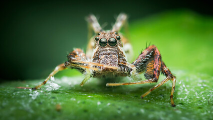 Jumping spider standing on green leaf in close-up view