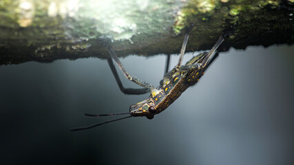 Insect hanging upside down from a mossy branch: wildlife photography